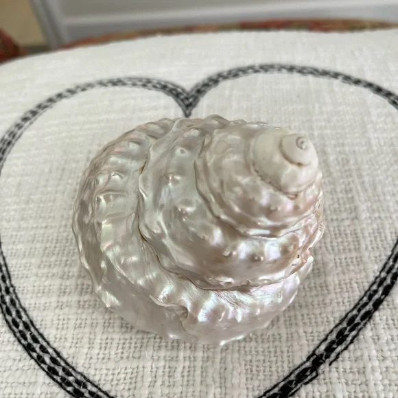 Wavy Top Turbo Shell 5 inches - Picture 5 of 8